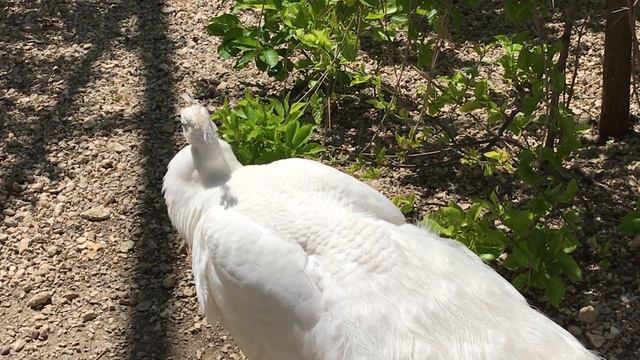Прекрасный белый павлин в Тайгане! Lovely White Peacock In Taigan!