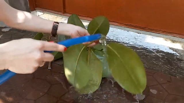 Омолаживание и размножение фикуса каучуконосного#хозяйничаемвместе #размножениерастений #фикусы смотреть онлайн