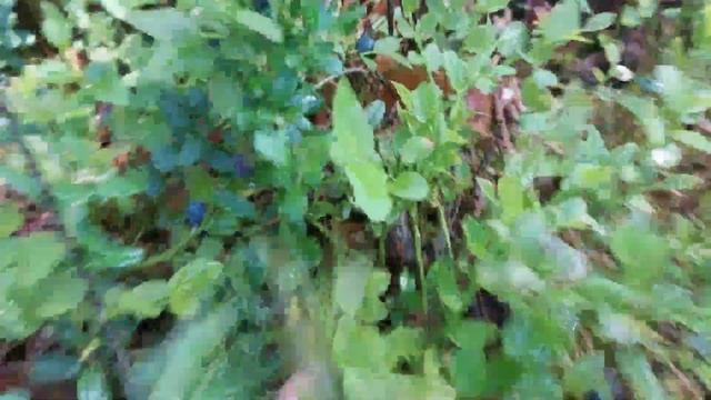 сбор черники напали ШЕРШНИ ... смотреть онлайн