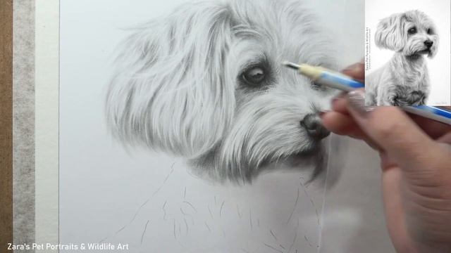 How to draw white fur in graphite | Drawing a white dog on white paper | Tips смотреть онлайн