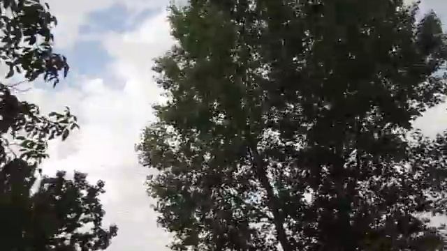 Скворцы собираются в стаи, улетают на юг, скоро осень! смотреть онлайн