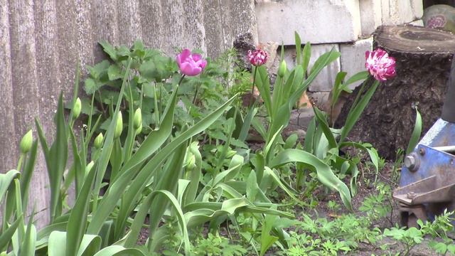 Домашний уют и радость !1 смотреть онлайн