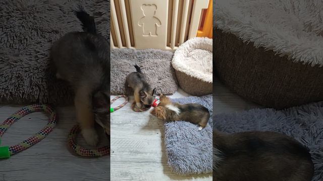 щенки чихуахуа в продаже ❤️ смотреть онлайн