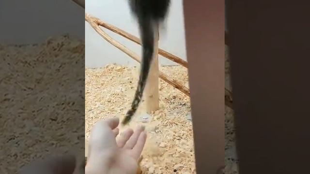 Будни белоухой игрунки. смотреть онлайн