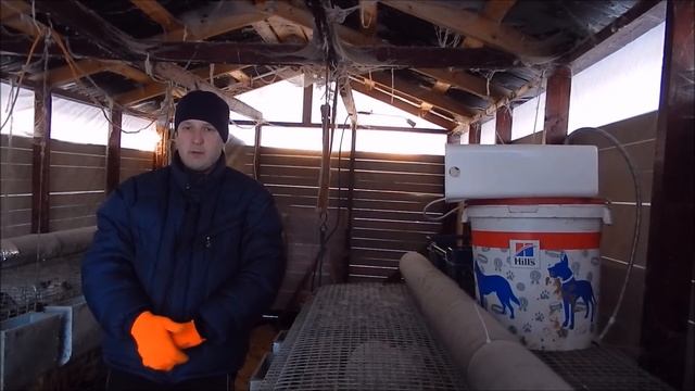 Калифорнийский кролик. Вес 90 дней. смотреть онлайн