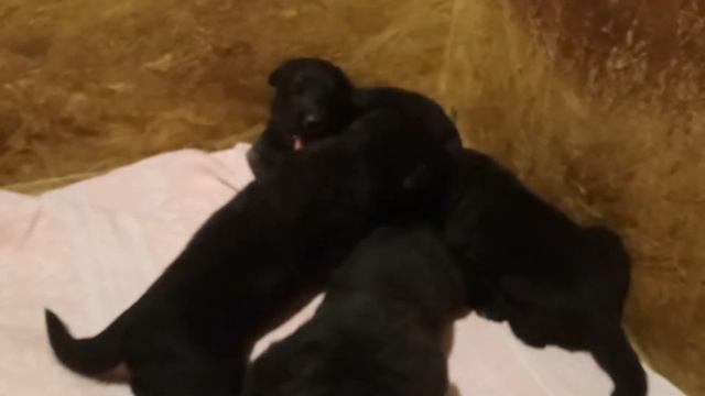 Щенки ВЕО черного окраса 14 дней смотреть онлайн