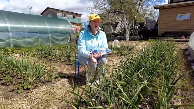 ВСЕ, ЧТО НУЖНО ЗНАТЬ ПРО ЧЕСНОК | Секреты выращивания чеснока смотреть онлайн