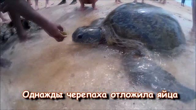 Шри-Ланка ОТДЫХ с детьми. Алиса Трифонова (пляж Хиккадува) ЧТО ПОСМОТРЕТЬ. Sri Lanka trip . смотреть онлайн