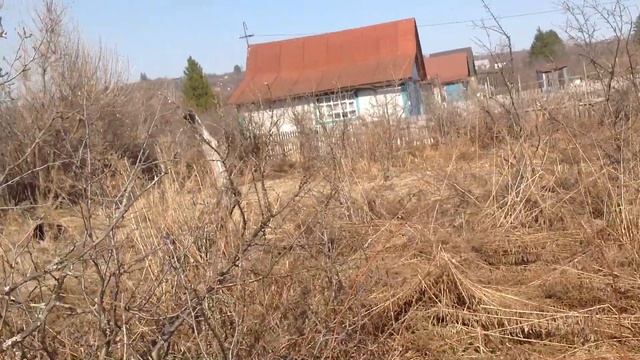 Место, куда я посадила белые крокусы. смотреть онлайн