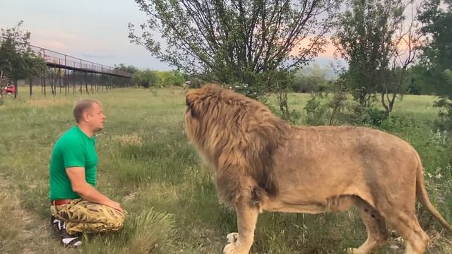 Мы в саванне НАВОДИМ ПОРЯДКИ СРЕДИ ЛЬВОВ ! Russian Lion man ! смотреть онлайн