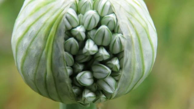 Zooming in on the Red Onion flowers to be :) смотреть онлайн