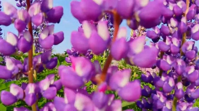 Нереально красивое видео! Пчела с обножкой опыляет Люпины!?Красивая природа!?Макросъемка пчёлы смотреть онлайн