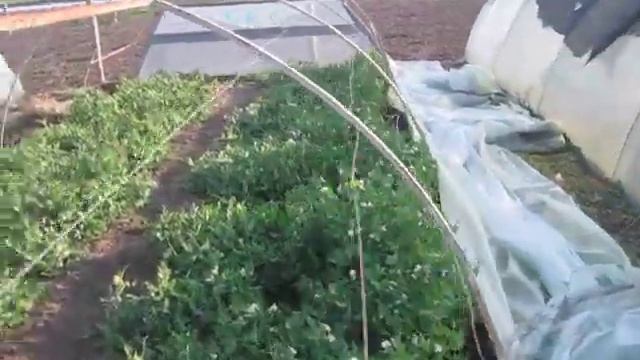 Выращивание гороха в теплице