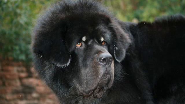 TIBETAN MASTIFF 