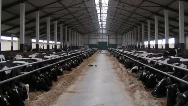 Коровники от компании АНГАР36. 8-800-100-29-43 ANGAR36.RU смотреть онлайн