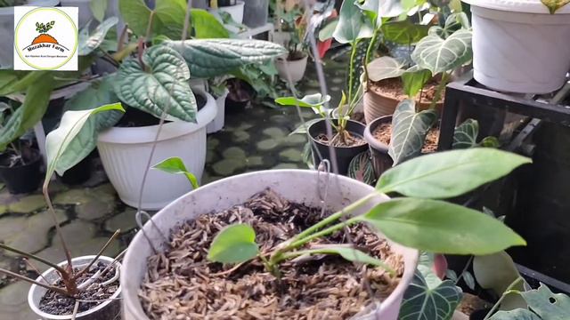 Anthurium Gracile Anthurium Bulu Ayam