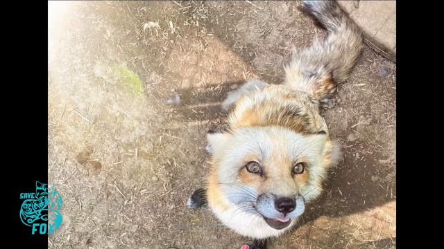 SAVEAFOX 2020 Recap : Animals rescued смотреть онлайн