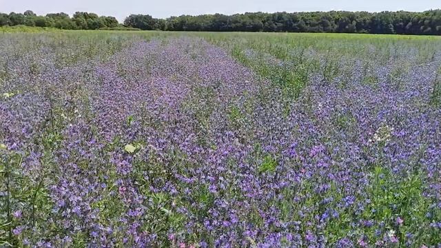 Синяк однорічний - перспективний конкурент фацелії. смотреть онлайн