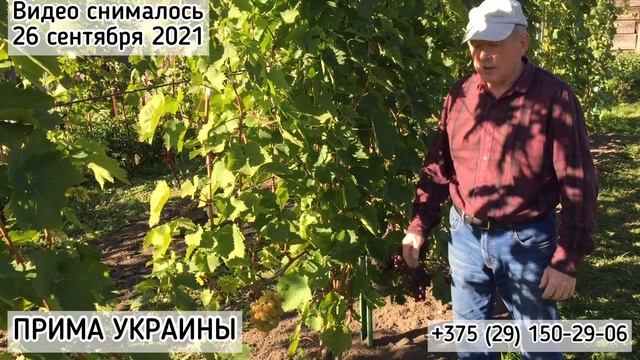 ПРИМА УКРАИНЫ - очень ранний, вкуснейший виноград! (Беларусь, 2021) смотреть онлайн