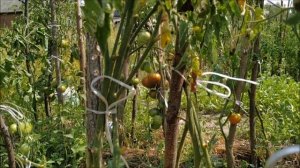 Нереально ФАНТАСТИЧЕСКИЙ урожай.Томат Немецкий МАМОНТ Золотой ? от коллекционера .