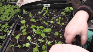 Переросла петуния. ЧТО ДЕЛАТЬ?!