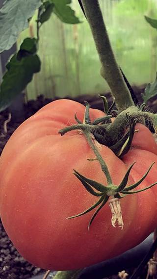 Созревают первые томаты 25.06.24