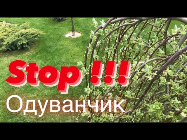 Это средство поможет избавиться от сорняков на газоне ?.mp4 смотреть онлайн