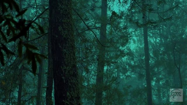 Relax and fall asleep to the sound of the rainforest смотреть онлайн