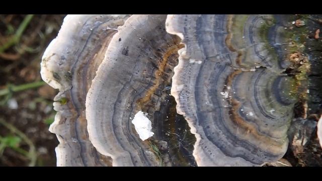 Trametes versicolor Greece by Theo Fotiadis смотреть онлайн