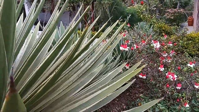 blooming palm /цветущая пальма 🌴 🌸 смотреть онлайн