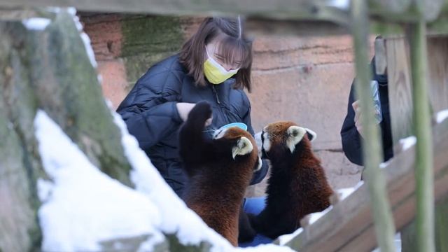 Vicious Red Panda Attack смотреть онлайн