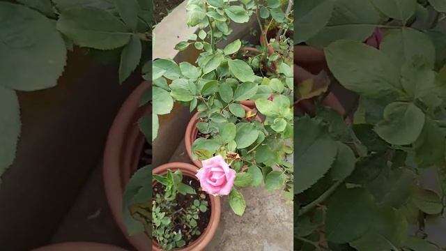 only pink roses? смотреть онлайн