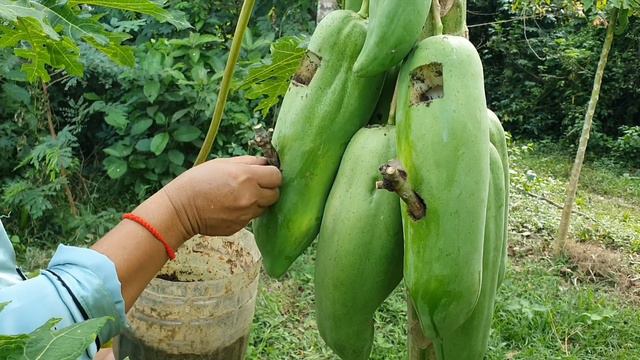 Best Method Grafting Mango Use Aloe Vera In Papaya Fruit смотреть онлайн