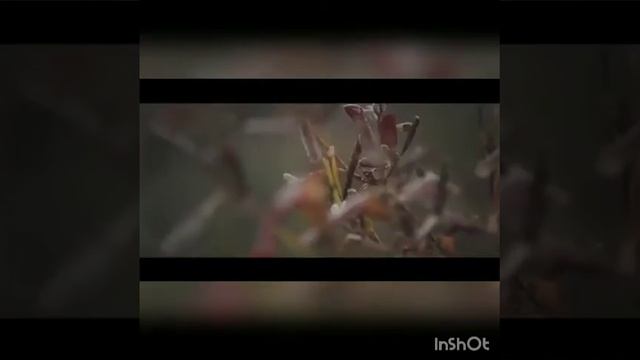 Дрифт мандрик