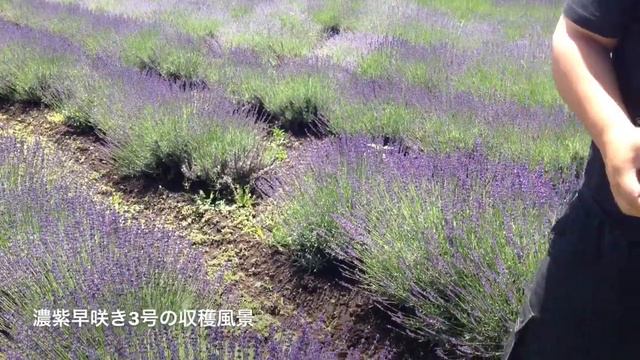 Lavandula angustifolia in Nagano смотреть онлайн