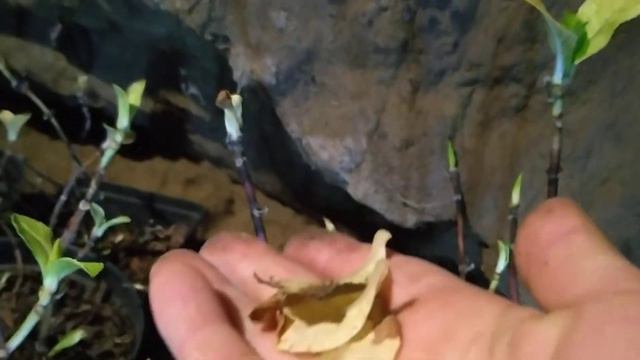 ГОРТЕНЗИИ КРУПНОЛИСТНЫЕ НА 10 ДЕКАБРЯ. смотреть онлайн