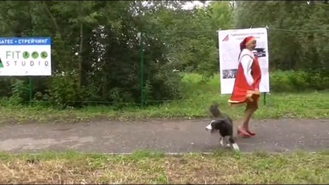 Кинологический фристайл смотреть онлайн