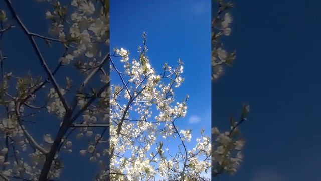 Мохнатый шмель смотреть онлайн