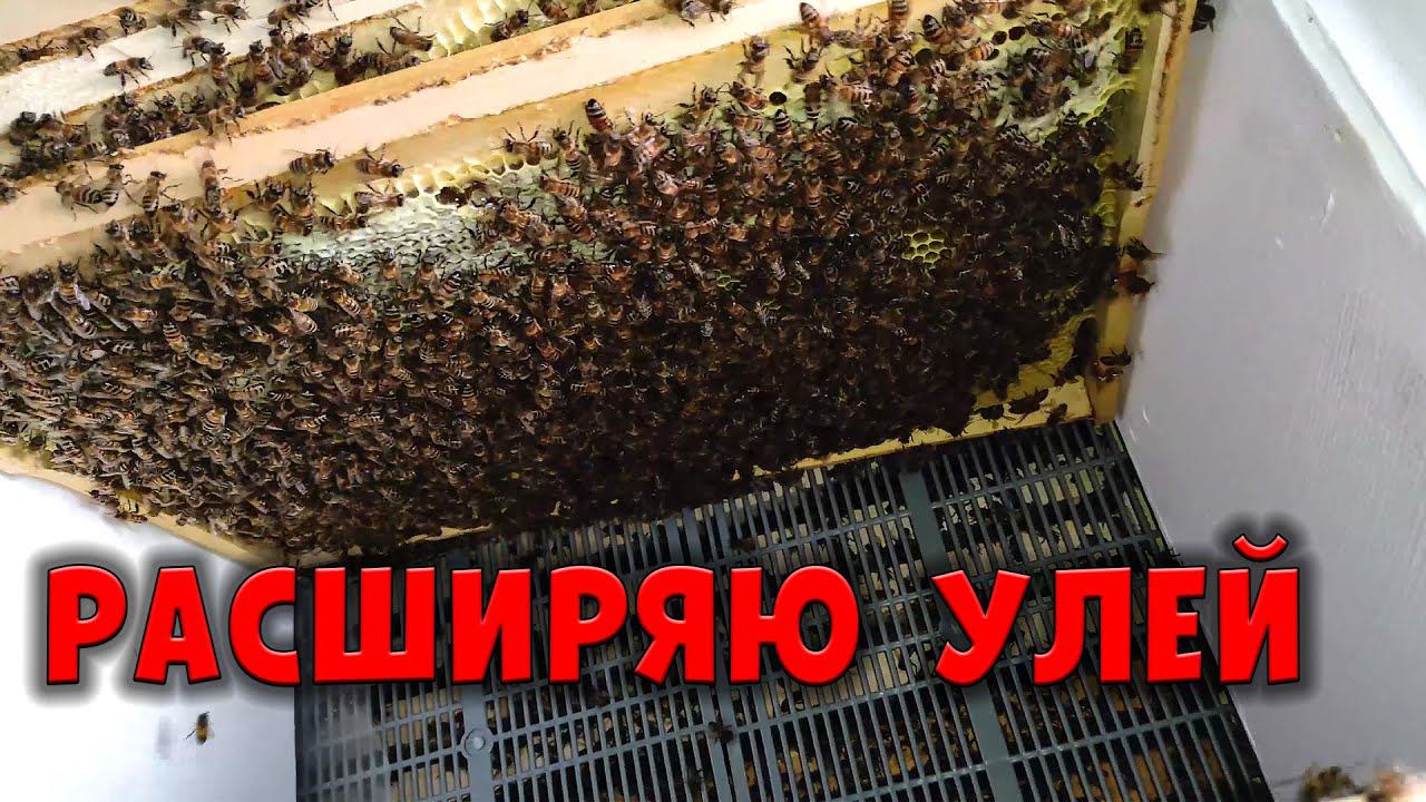 Расширение улья из Пеноплэкса вторым корпусом смотреть онлайн