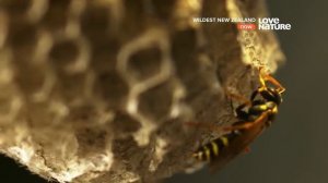 Новая Зеландия - Насекомые. (720p)