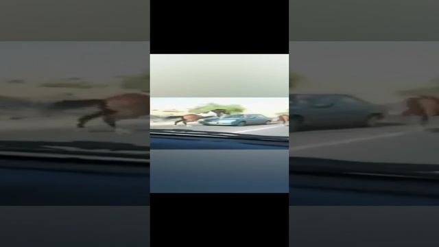 Ничего себе поездочка! смотреть онлайн