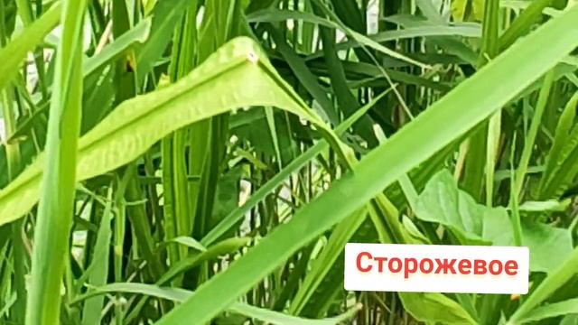 #путешествие #костенки#сторожевое #экскурсия #воронеж смотреть онлайн