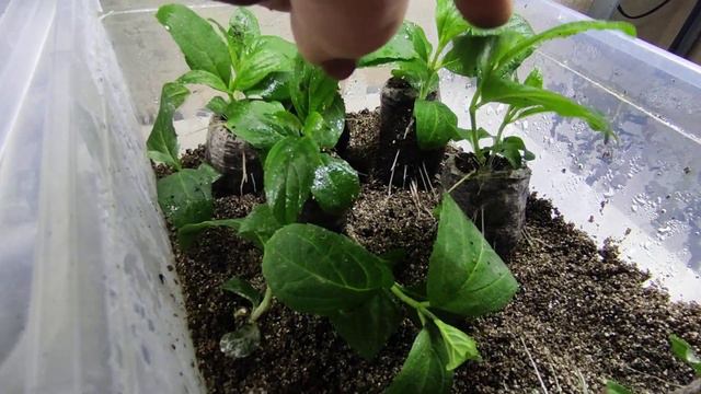 1 марта 2024 г.Петуния/Перцы/УКОРЕНЕНИЕ гортензии в торфотаблетках 🌿🌿 смотреть онлайн