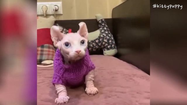 Adorable Dwelf Cat & Elf Cat Compilation : New Hairless Cat Breeds смотреть онлайн
