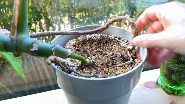 If I Only Knew These Monstera Tips 5 Years Ago смотреть онлайн