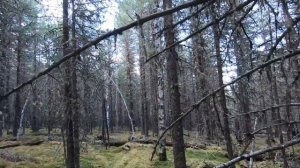 Охота на изюбря на реву в Сибири. Методы охоты. Особенности поведения изюбря во время гона.