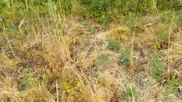 Участок после обработки гербицидом, возделывание целины смотреть онлайн