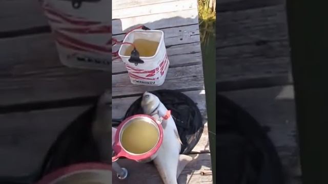 Рыбалка распространненая в Японии на поплавочную снасть Херабуна ловим толстолобика ??? смотреть онлайн