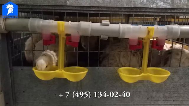 Нипельная система поения для клеточного содержание птицы смотреть онлайн