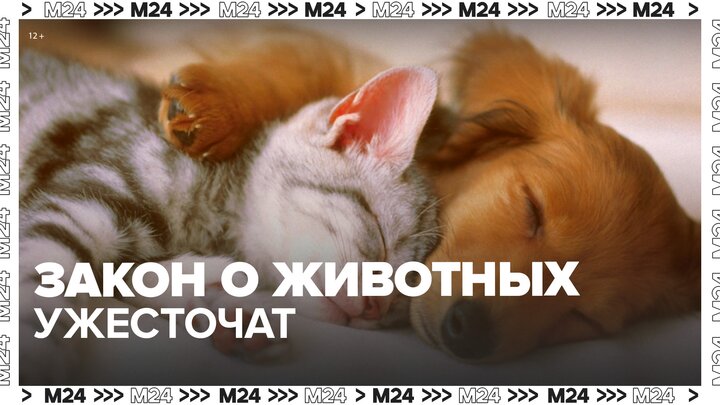 В РФ намерены ужесточить закон о домашних животных - Москва 24